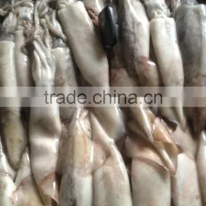 100-200g Frozen Japanese Squid thumbnail-3