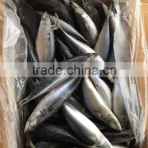 Pacific Mackerel 250-300g Seafrozen 2015 thumbnail-3