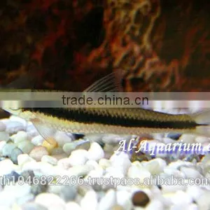 Siamese Algae Eater Fish For Sale / Aquarium Fish Thailand thumbnail-2