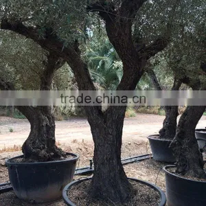Olive Tree - Olea Europaea thumbnail-2