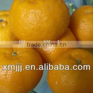 Citrus Fruits Orange Export Company thumbnail-3