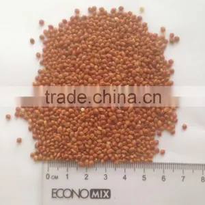 Red Millet thumbnail-1
