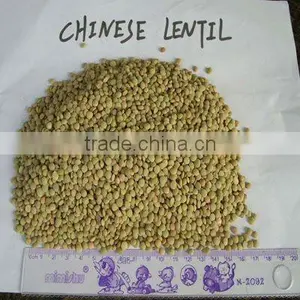 Organic Chinese Green Lentil thumbnail-1