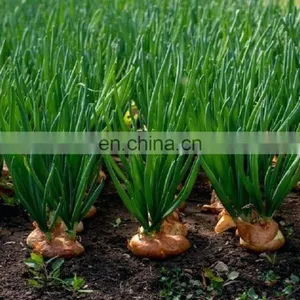 FROZEN VEGETABLE ONION HIGH QUALITY FROM VIETNAM IQF GOOD PRICE HOT SELLING NEW CROP thumbnail-5