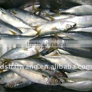 Frozen Pacific Mackerel Fish Seafrozen for Common Use thumbnail-2