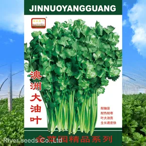 500g Good Price Vegetable Parsley Seeds Dhania Cilantro Chinese Coriander Seeds for Planting thumbnail-2