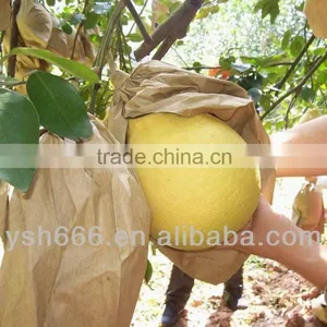 2 Layers Fruit Protection Pear Bag for Growing thumbnail-5