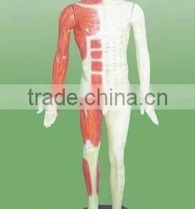 Acupuncture (male) Model thumbnail-1