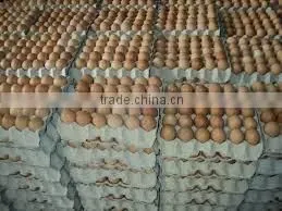 Fresh Table Eggs thumbnail-1
