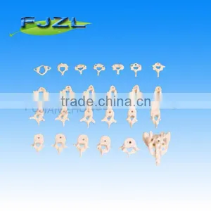 The Human Skeleton Model of Cervical, Sternal Lumber Vertebrae and Sacral Bone(26pcs) thumbnail-3