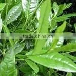 EGCG/ECG/EC Green Tea Extract/P.E With ISO HACCP HALAL Kosher thumbnail-3