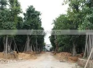 Ficus Altissima thumbnail-5