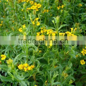 100% Original Tarragon Essential Oil thumbnail-2