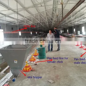 Parent Chicken Automatic Feeders for Female and Male thumbnail-1