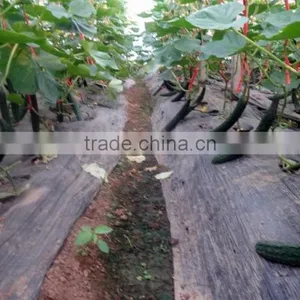 Factory Price Poly Carbonate Greenhouse for Tomato /cucumber thumbnail-3