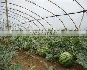Tunnel Greenhouse Film Cover Low Cost Agricultural Farm Steel Frame Comercial Green House Single Span thumbnail-2
