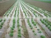LDPE Plastic Film for Greenhouse / Mulch thumbnail-1