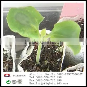 Landscape Gardening pp Nonwoven Fabrics Used To Protect the Plant Roots thumbnail-6
