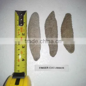 Isostichopus Fuscus thumbnail-1