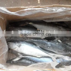 Frozen Sea Food Skip Jack W/R & YELLOW FIN TUNA W/R thumbnail-1
