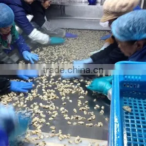 Frozen Short Clam Meat Treated thumbnail-6