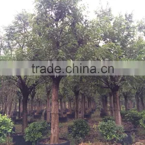 Ficus Lacor thumbnail-2