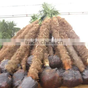 Big Out Door Cold Hardy Palm Trees thumbnail-1