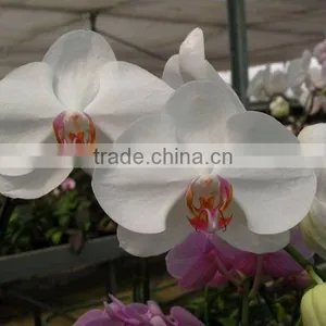 Phalaenopsis Orchid Plants Flowers Bloom & no Flowers (CM) thumbnail-1