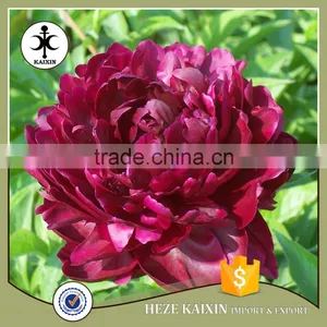 MY TEST Herbaceous Peony Plant Root thumbnail-6