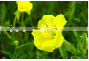 Profassional Manufacturer Supply Health Food Pure Evening Primrose Oil thumbnail-1