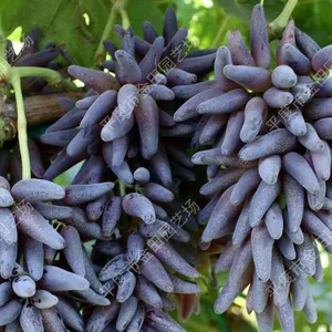 Qiqu Zhi Grape Seedlings Grape Vines thumbnail-1