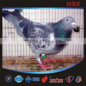 RFID Pigeon Ring for Mega System thumbnail-4