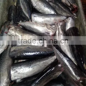 Processing Frozen HGT Bonito Fish thumbnail-4