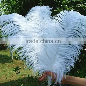 Best Price Natural Ostrich Plumes, Decorative Ostrich Feathers Wholesale thumbnail-1