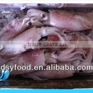 Frozen Clean and Fresh Fuzhou Squid thumbnail-2