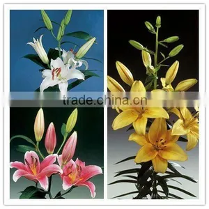 China Supplier High Grade Natural Beautiful Lily Flower thumbnail-1
