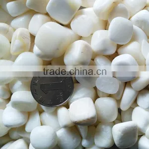 Wholesale Price Tumbled Tridacna Stone thumbnail-3
