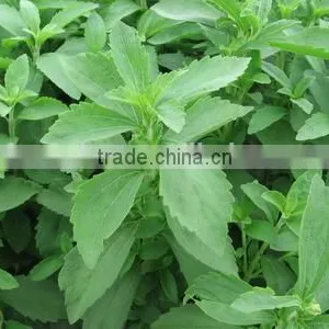 500g Natural Sweetener Stevia Rebaudiana 97% Rebaudioside A Stevia Extract RA97% Stevia Leaf Extract With KOSHER, ISO, IFRC ASIA thumbnail-3