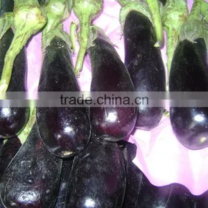Eggplant thumbnail-3