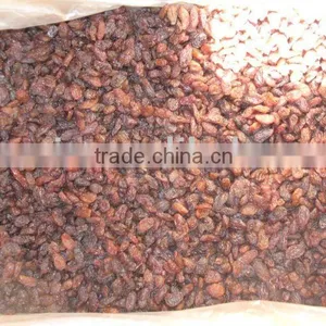 Light Brown Raisin thumbnail-1