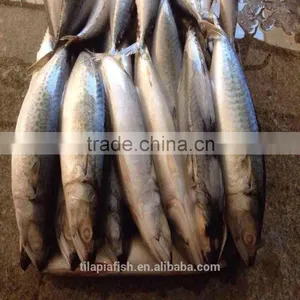 October Caught Mackerel Frozen Fish China Origin thumbnail-1