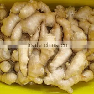 2015 New Crop Fresh Ginger, Air Dry Fresh Ginger, Chinese Fresh Ginger Price thumbnail-2