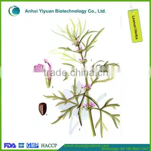 2016 New Products Leonuri Herba (Yi mu Cao) thumbnail-2