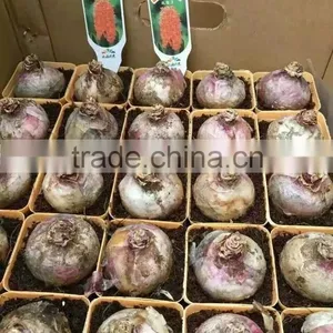 Hyacinthus Orientalis Bulbs thumbnail-2