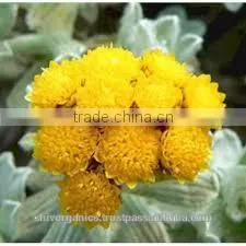 Helichrysum Oil thumbnail-4