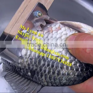 Fish Scaling and Killing Machine / Industrial Fish Gutting Machine thumbnail-6