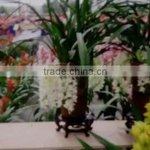 Cymbidium Hybridum Faberi White Flower(droop Chlorophytum Comosum) thumbnail-1