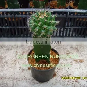 Mammillaria Magnimamma thumbnail-1
