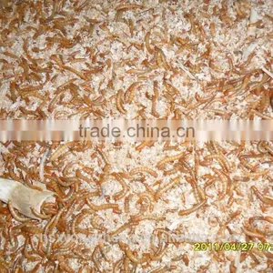 Dried Mealworms Meet FDA Certification and ISO 9001 thumbnail-1