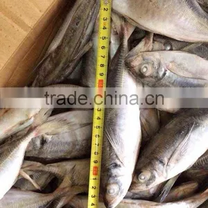 HORSE MACKEREL TARCHURUS JAPONICUS 20CM+ thumbnail-2